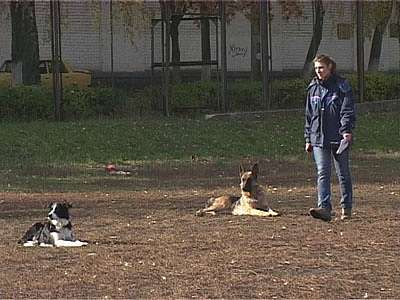 Соревнования по послушанию собак