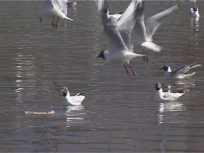 В Орел прилетели чайки