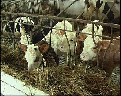 Сельское хозяйство с Мироновым