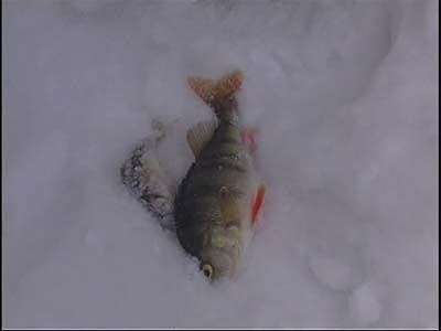 Ловись рыбка, большая и маленькая...