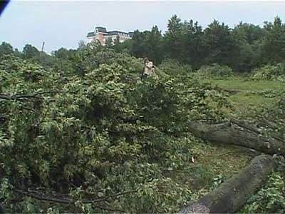 Срубили все липы