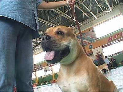 Собачки и их хозяева