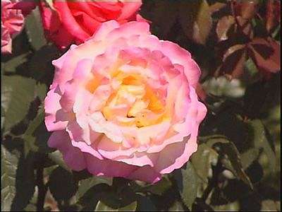 Богатыри померялись силушкой