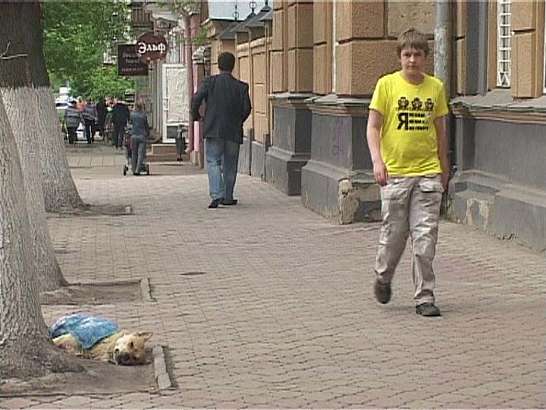 В Орле собак отстреливают белым днем....