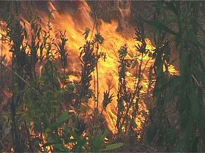 Пожар на озере «Светлая жизнь»