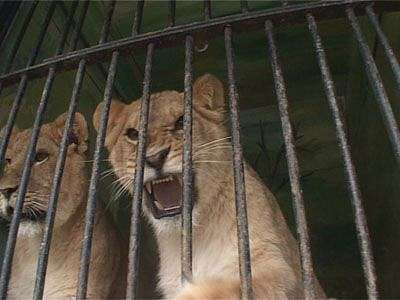 Рождение львят в нашем городе