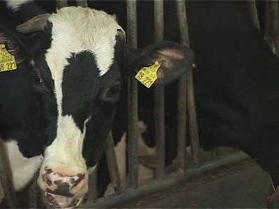 Сегодня начинается год Быка