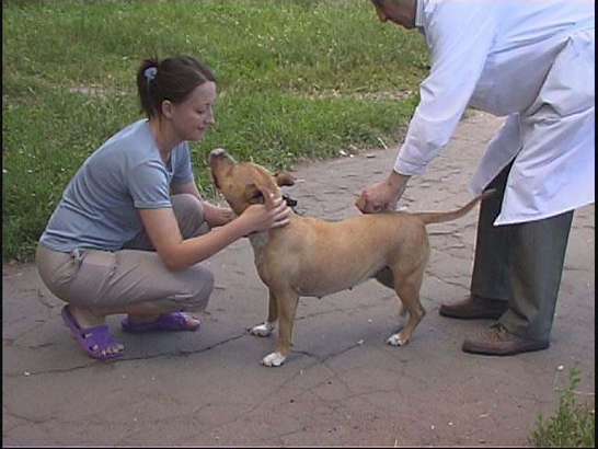 Ветпрививки