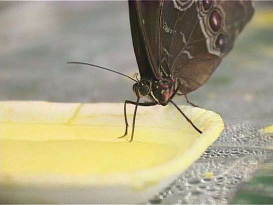 А бабочка крылышками бяк-бяк-бяк-бяк...