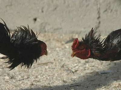 Петушиные бои