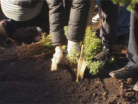 Посади дерево