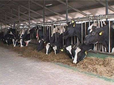 Дефицит кормов для коров