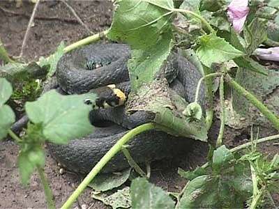 Переполох на ул. Матвеева