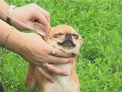 Юбилейная выставка собак