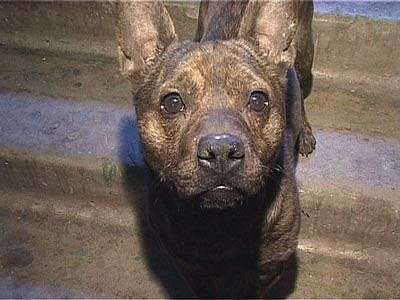 Ужастная снаружи, но добрая внутри