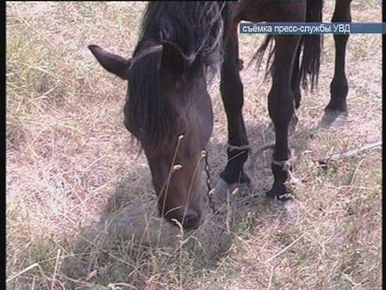 Пропажа лошадей