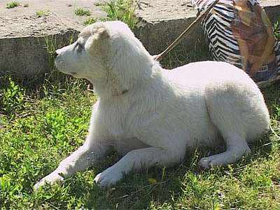 Выставка собак