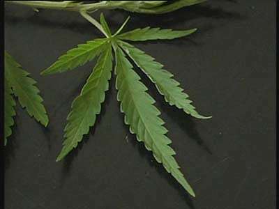 333 куста конопли