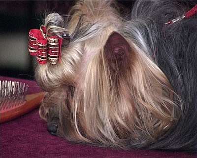 Выставка собак