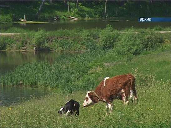 Цыганское преступление