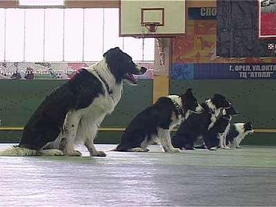 Обидиенс. Соревнования по послушанию собак