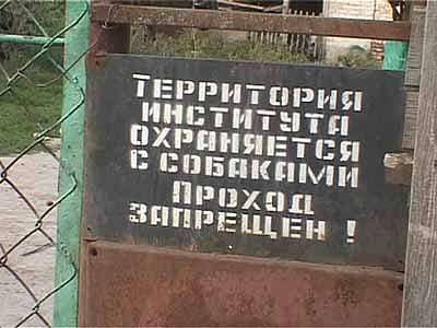 Собачья жизнь продолжается...