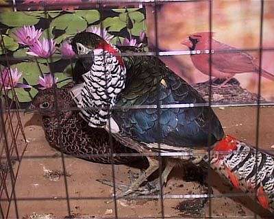 Выставка голубей