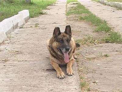 Собачья жизнь