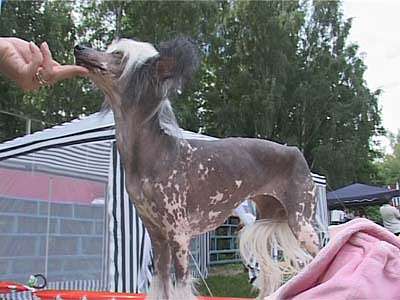 Выставка собак