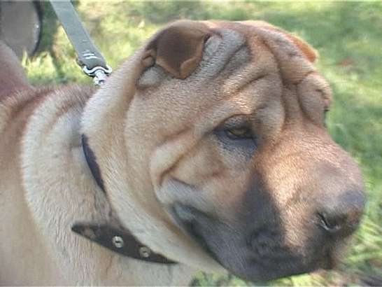 Спасите собаку, спасите собаку!