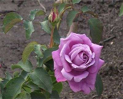 Ботанический сад