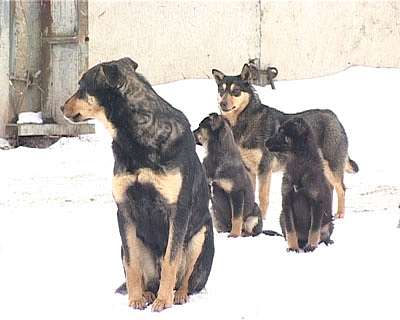 Отстрел собак