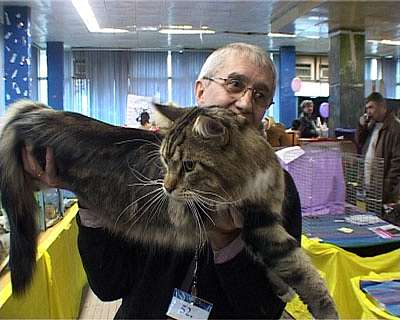 выставка кошек