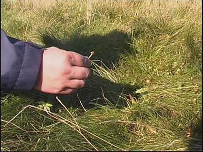 Чудо-грибы растут возле школы