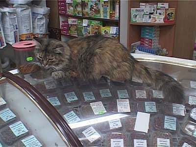 Ветлицензии