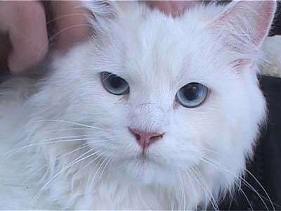 Чудесное спасение кошки