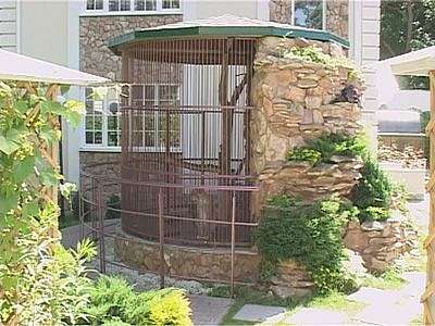 Рысь травмировала сотрудницу кафе