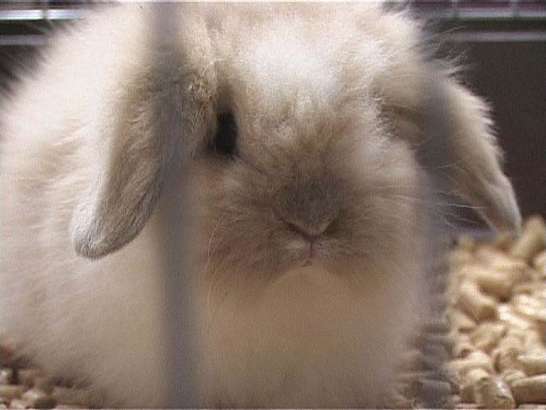 Что год грядущий нам готовит?