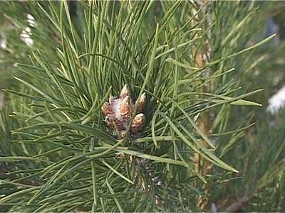 Елочные базары еще не начали работать