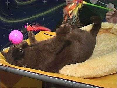 Выставка кошек