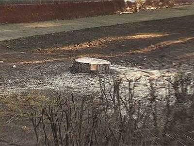 Остались от елок шишки, да иголки